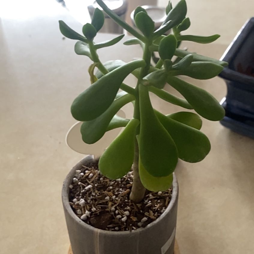 Photo of the plant species Sedum praealtum by @RadWoodnettle named Lola on Greg, the plant care app