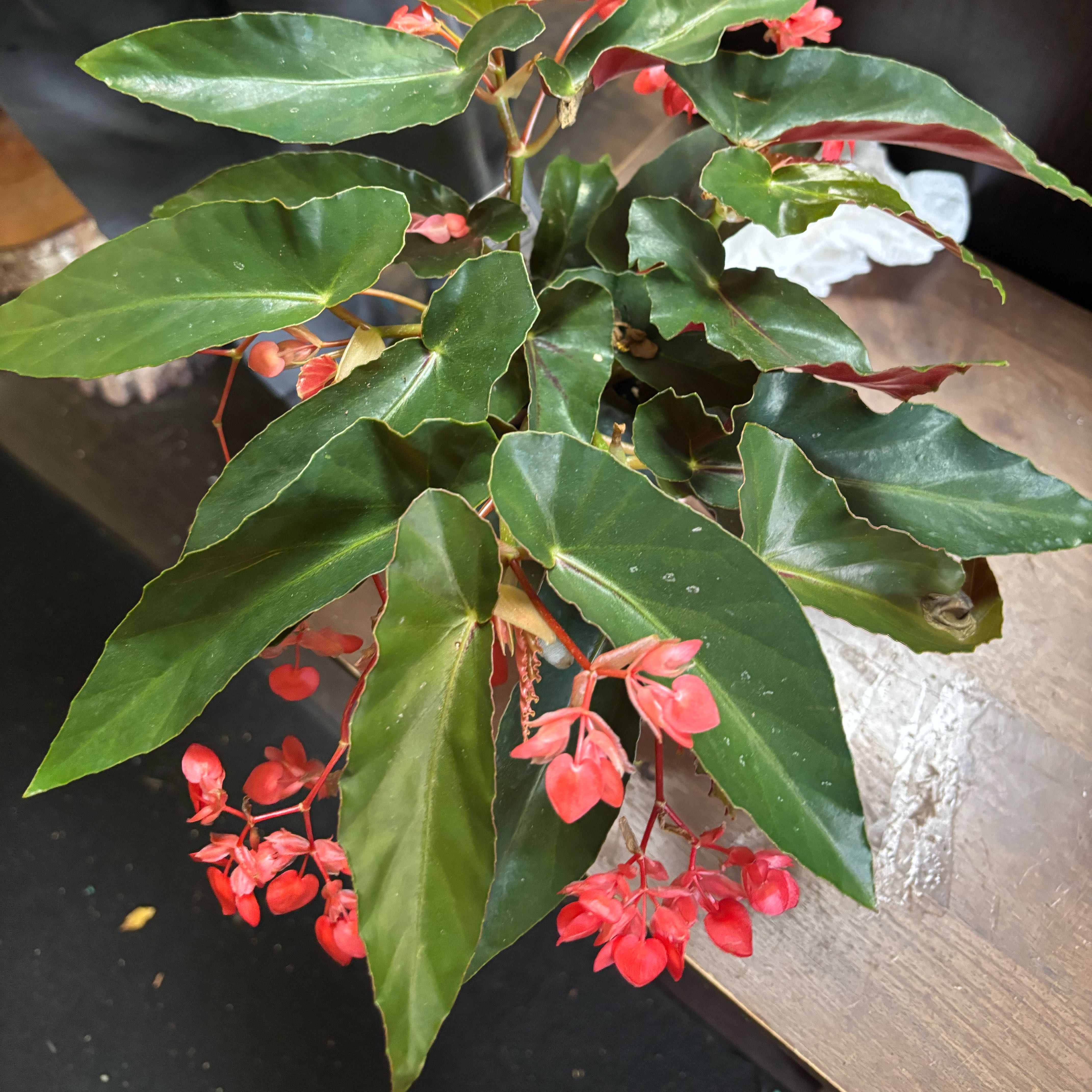 Photo of the plant species Sophia by @pedromanuel named Haunter on Greg, the plant care app