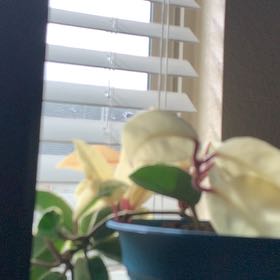 Photo of the plant species Pink Hoya Hanhiae by @HelperPepino named Pinky on Greg, the plant care app
