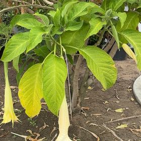 Photo of the plant species Brazil's White Angel Trumpet by @SportyDogfennel named Duke on Greg, the plant care app