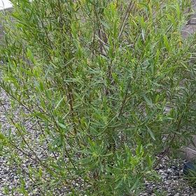 Photo of the plant species Tarragon by @SportyDogfennel named Lavender on Greg, the plant care app