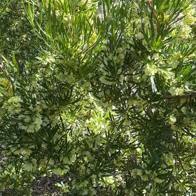 Photo of the plant species Florida Hopbush by @SportyDogfennel named Maya on Greg, the plant care app