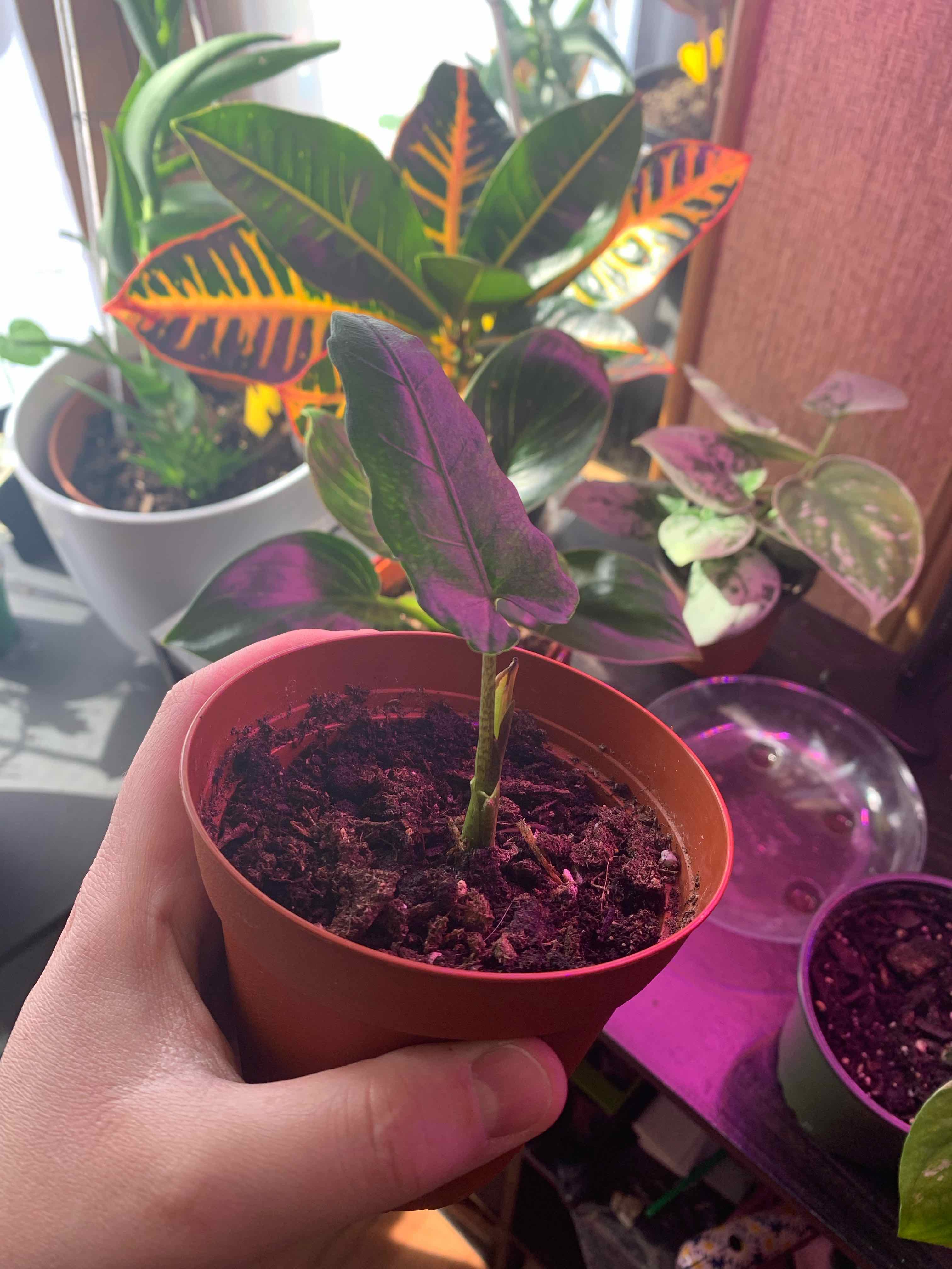 A Purple Sword plant in a pot, held by a hand, with other plants in the background.