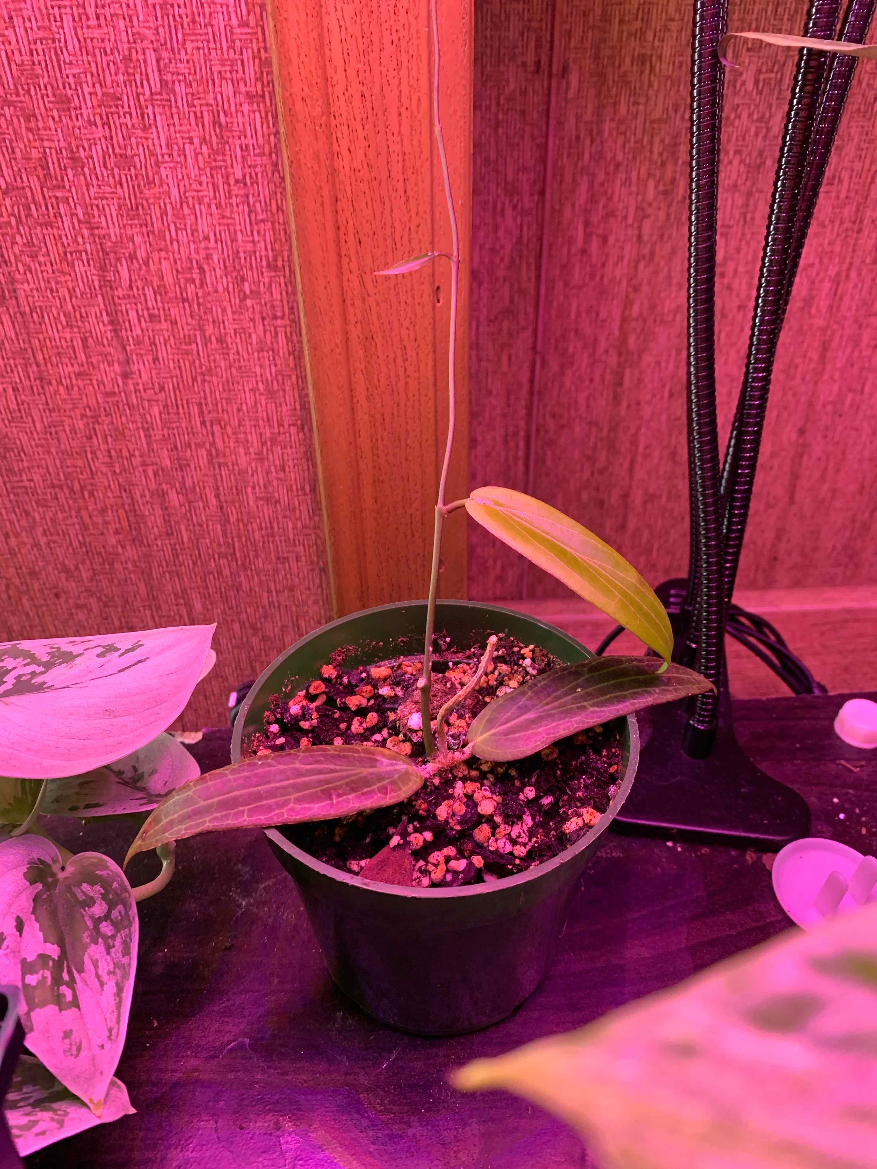 Plant care for Tillandsia caerulea Air Plant on Greg, the plant care app