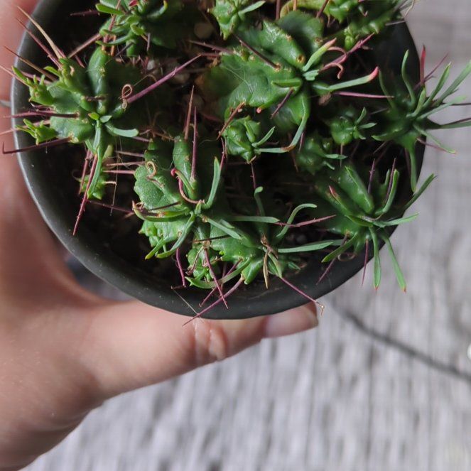 Photo of the plant species Pincushion Euphorbia by @CuteGoatwillow named Oscar on Greg, the plant care app