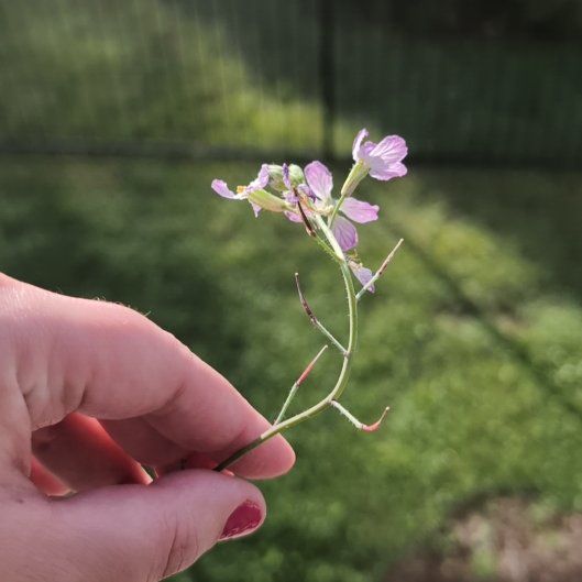 Photo of the plant species Cultivated Radish by @HeadGambeloak named Treeyoncé on Greg, the plant care app