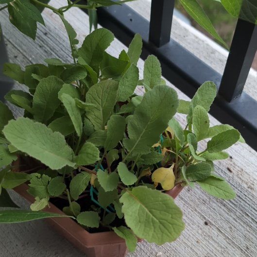 Photo of the plant species Butternut Squash by @HeadGambeloak named Harmony on Greg, the plant care app