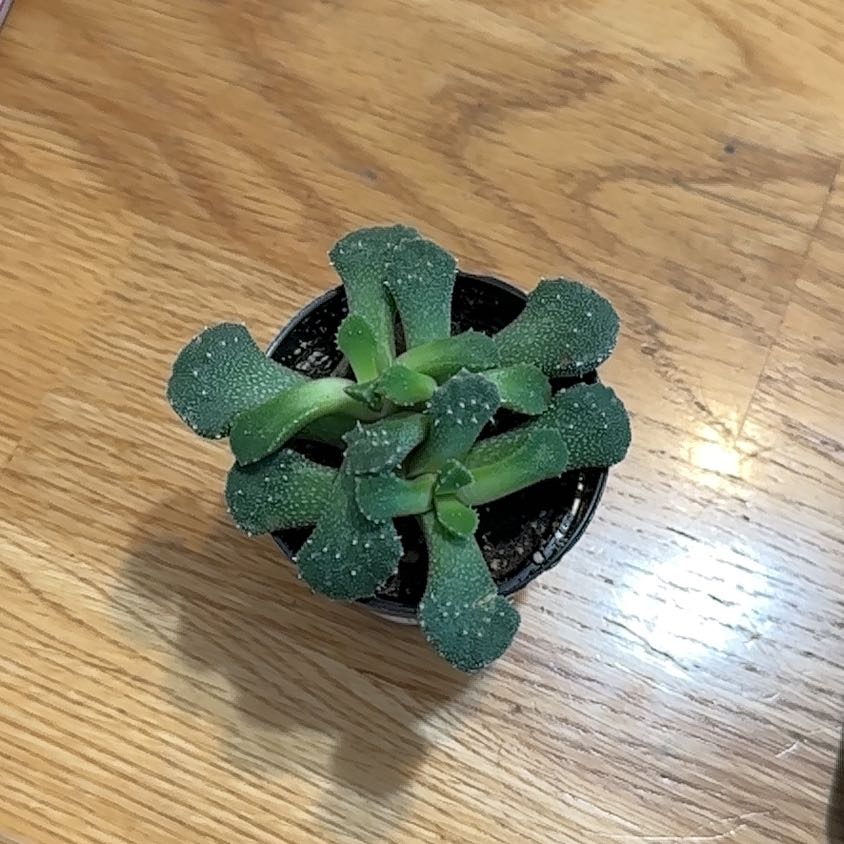 Photo of the plant species Giant Jewel Plant by @InterestingBlue named Osmo on Greg, the plant care app