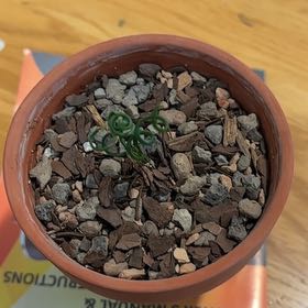 Photo of the plant species Albuca bruce-bayeri by @InterestingBlue named Foxxy on Greg, the plant care app