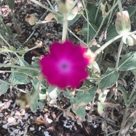 Photo of the plant species Rose Campion by @DidacticCatpalm named Bodhi on Greg, the plant care app
