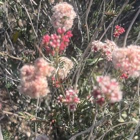Photo of the plant species Rose Meadowsweet by @DidacticCatpalm named Fernie Mac on Greg, the plant care app