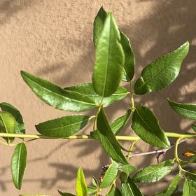 Photo of the plant species African Sumac by @DidacticCatpalm named Sproutacus on Greg, the plant care app
