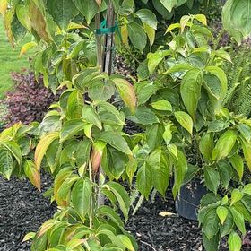 Photo of the plant species Kousa Dogwood by @PrizedNiaouli named Bruce Lee on Greg, the plant care app