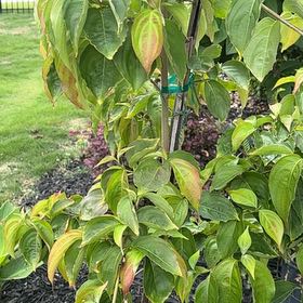 Photo of the plant species Kousa Dogwood by @PrizedNiaouli named Darwin on Greg, the plant care app
