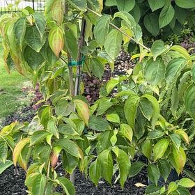 Photo of the plant species Kousa Dogwood by @PrizedNiaouli named Zeus on Greg, the plant care app