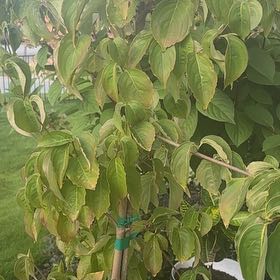 Photo of the plant species Cornus Kousa by @PrizedNiaouli named Beyonce on Greg, the plant care app