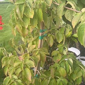 Photo of the plant species Cornus Kousa by @PrizedNiaouli named Gobi on Greg, the plant care app