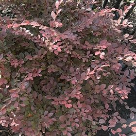 Photo of the plant species Chinese Fringe Flower by @PrizedNiaouli named Drake on Greg, the plant care app