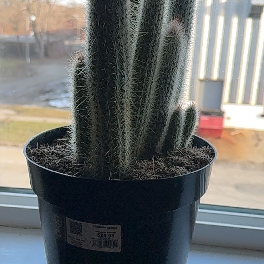 Photo of the plant species Cleistocactus tupizensis by @AlluringKoa named Kesha on Greg, the plant care app