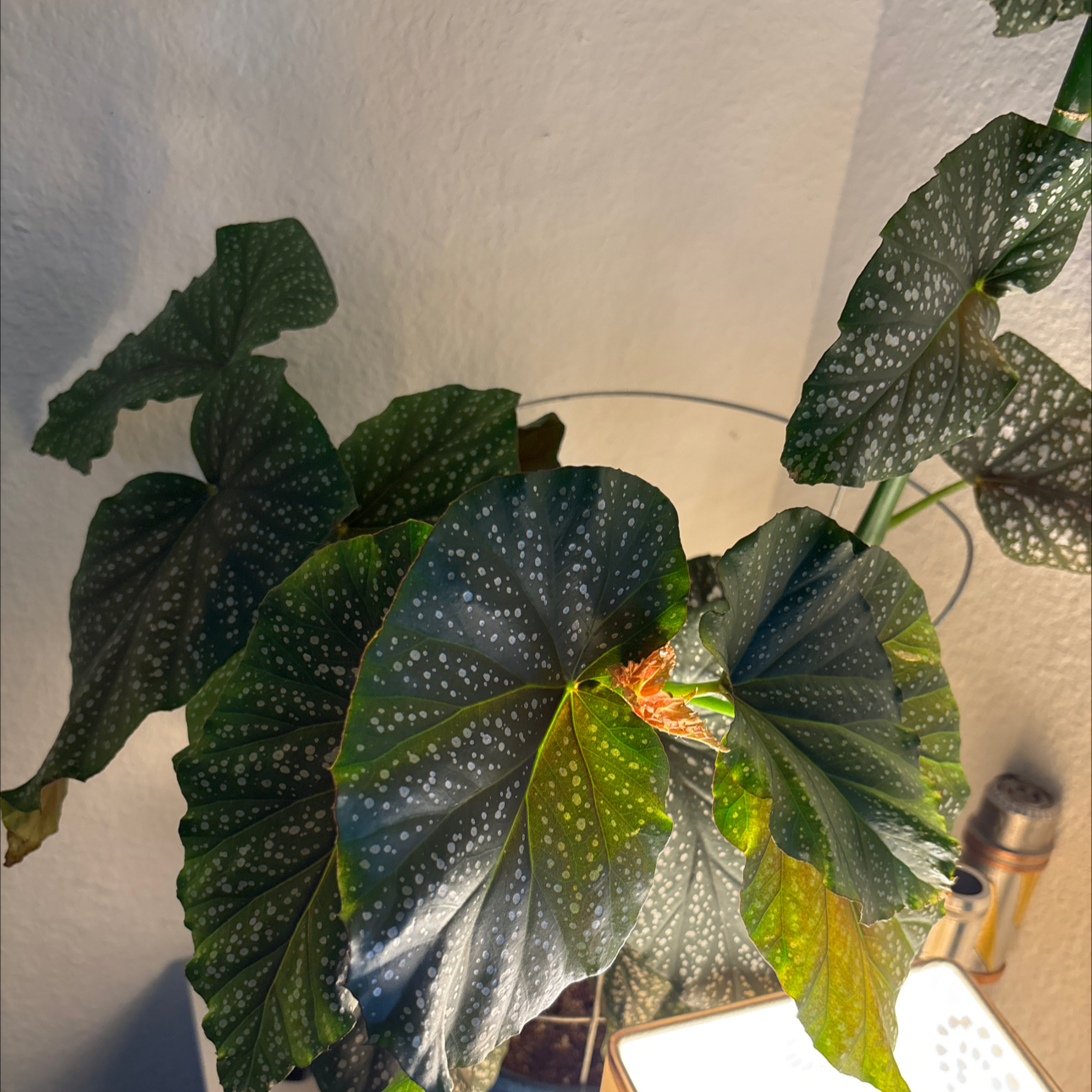 Photo of the plant species Begonia 'Burning Bush' by @FreeKapoktree named Rainier on Greg, the plant care app