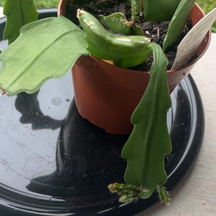 Photo of the plant species Epiphyllum 'Beavertail' by @HeroGlasswort named Elle on Greg, the plant care app