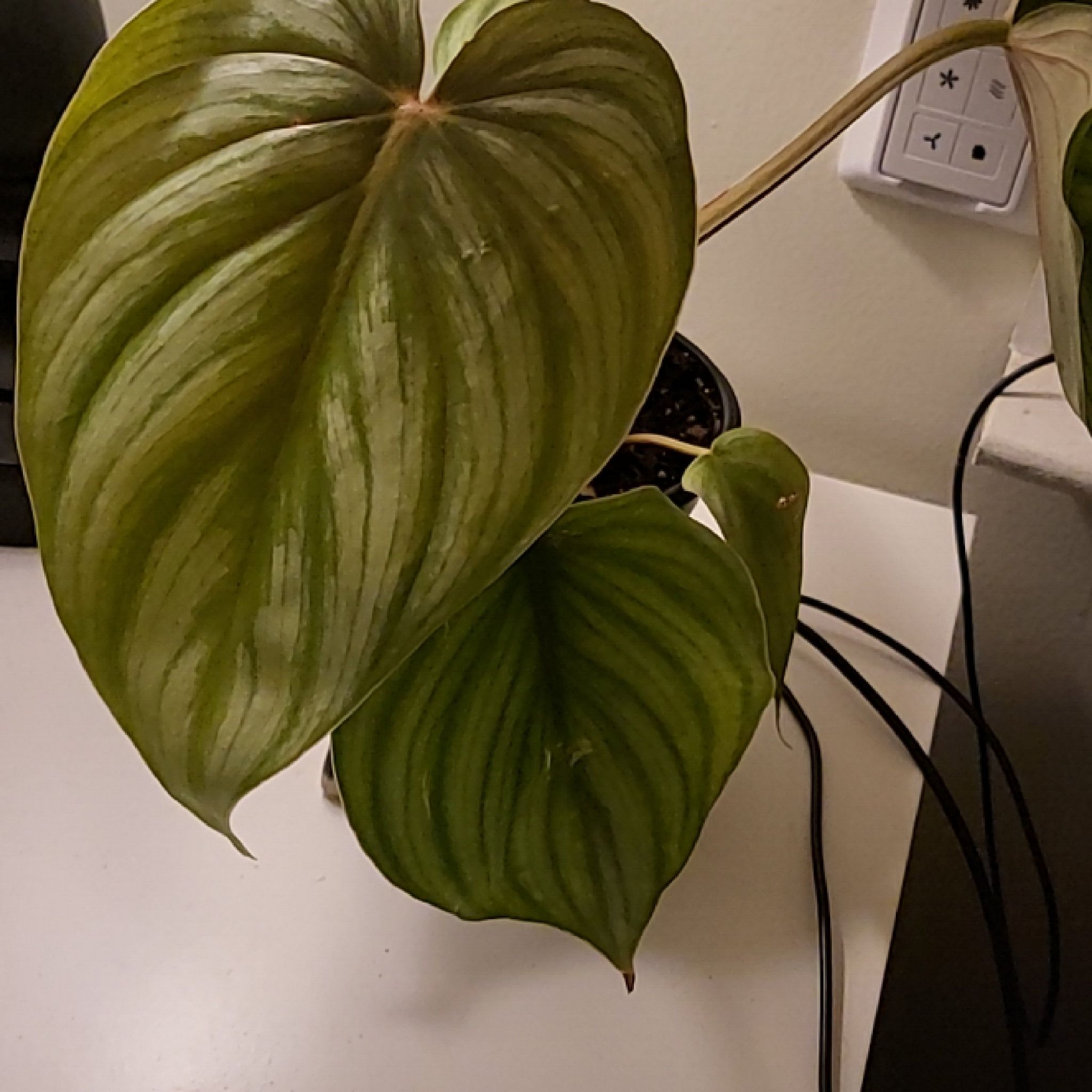 Philodendron Pastazanum plant with large, healthy, heart-shaped leaves.