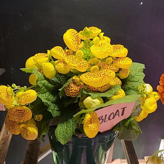 Photo of the plant species Pocketbook Plant by @HumorousAlfalfa named Terra on Greg, the plant care app