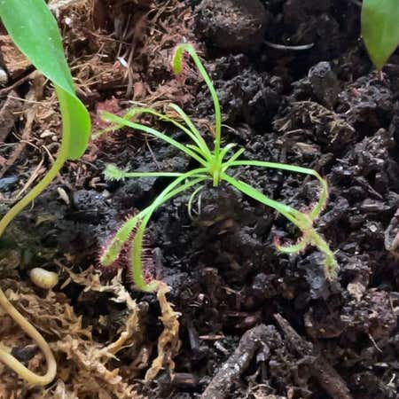 Photo of the plant species Drosera capensis 'Bot River' by @AblePandaplant named Nemo on Greg, the plant care app