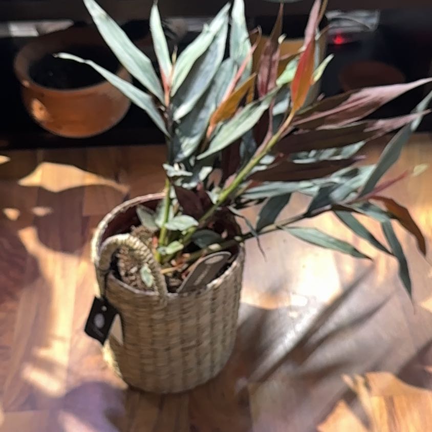 Photo of the plant species Alpinia by @Effeneh named Oscar on Greg, the plant care app