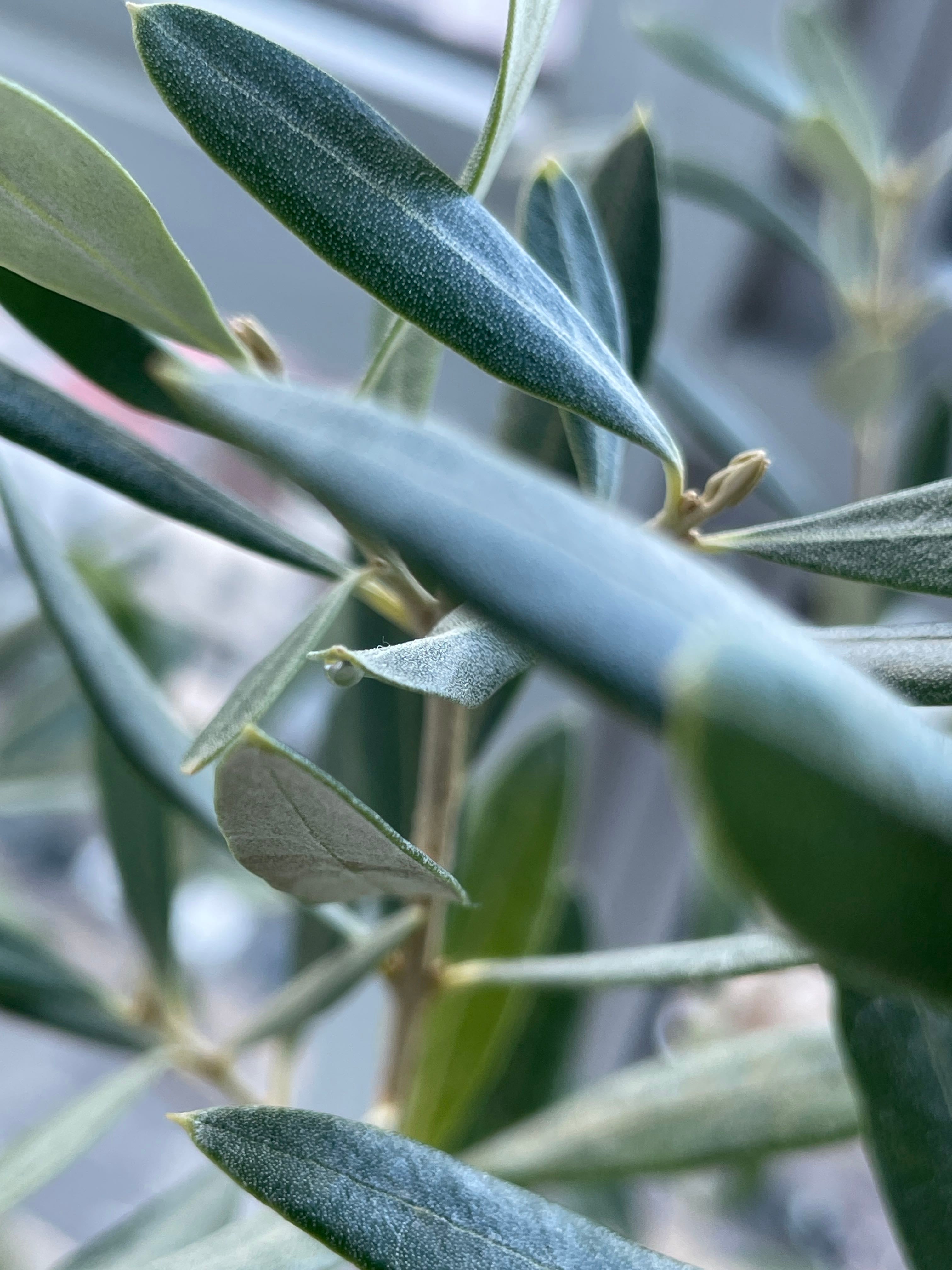 My Olive Tree Leaves Are Turning Yellow. What Should I Do? 🫒
