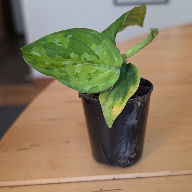 Photo of the plant species Aglaonema 'Tricolor' by @SleekRedbetel named Gomez on Greg, the plant care app