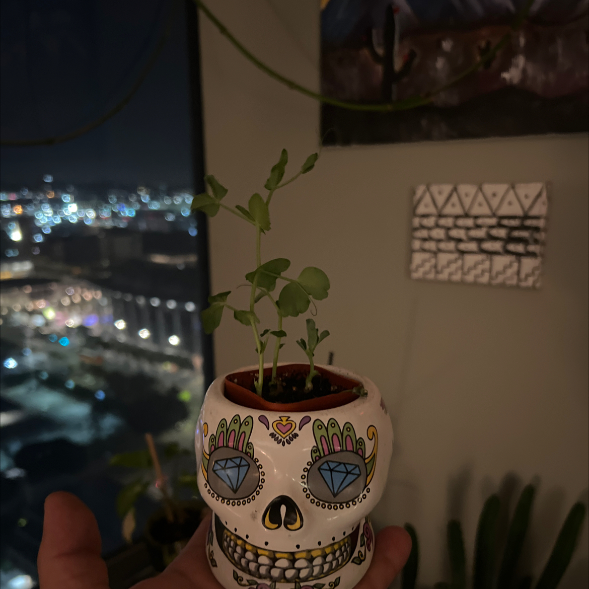 Plant care for Mint on Greg, the plant care app
