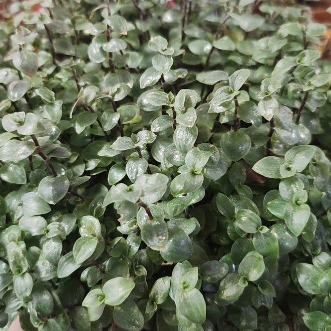Photo of the plant species Callisia 'Bianca' by @SavvyBeeorchid named Osmo on Greg, the plant care app