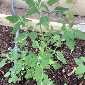 Photo of the plant species Lateflowering Goosefoot by @RichAirplant named Muhammad Ali on Greg, the plant care app