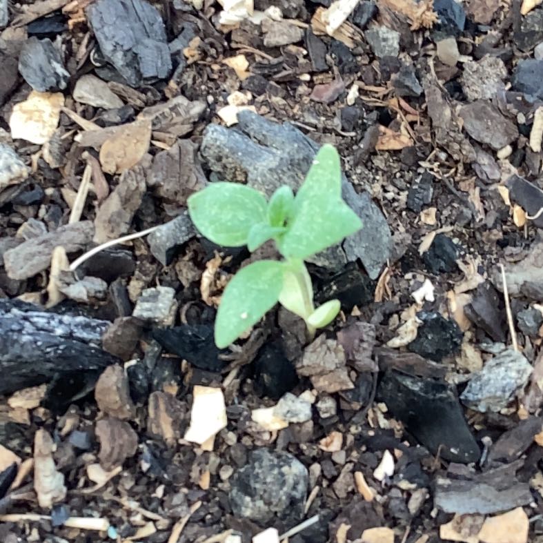 Photo of the plant species American Wintergreen by @RichAirplant named Denali on Greg, the plant care app