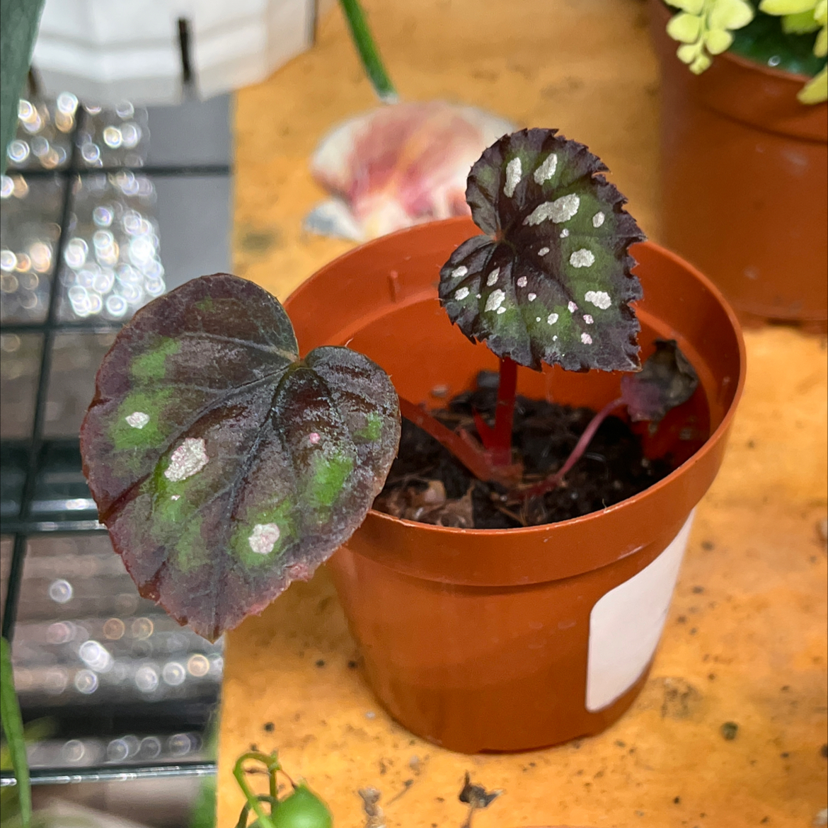 Photo of the plant species Harmony’s Tongue Twister Begonia by @Alycia named Teef on Greg, the plant care app
