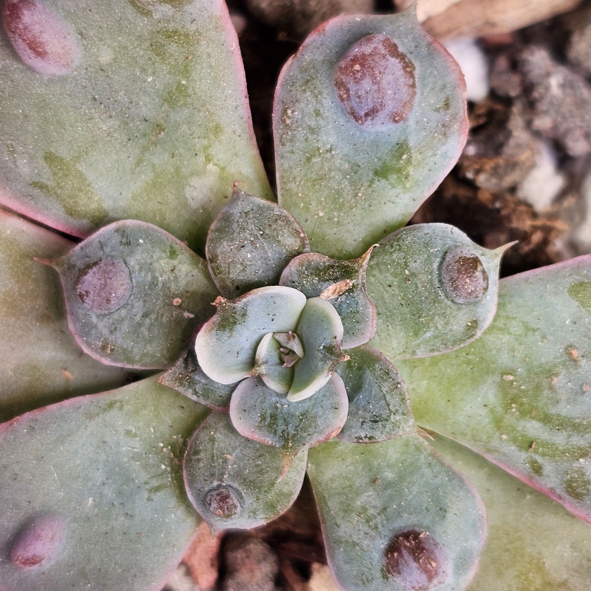 Close-up of a Raindrops Echeveria succulent with dark spots on its leaves.