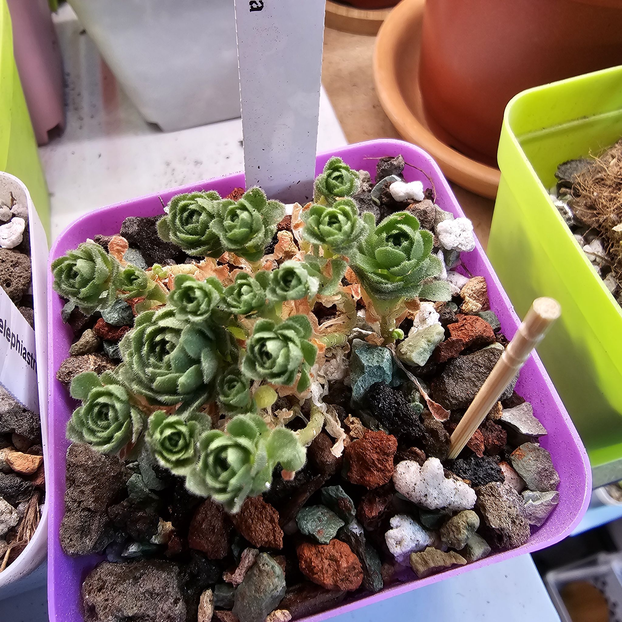 Photo of the plant species Rosularia platyphylla by @CasualJade named Ronaldo on Greg, the plant care app