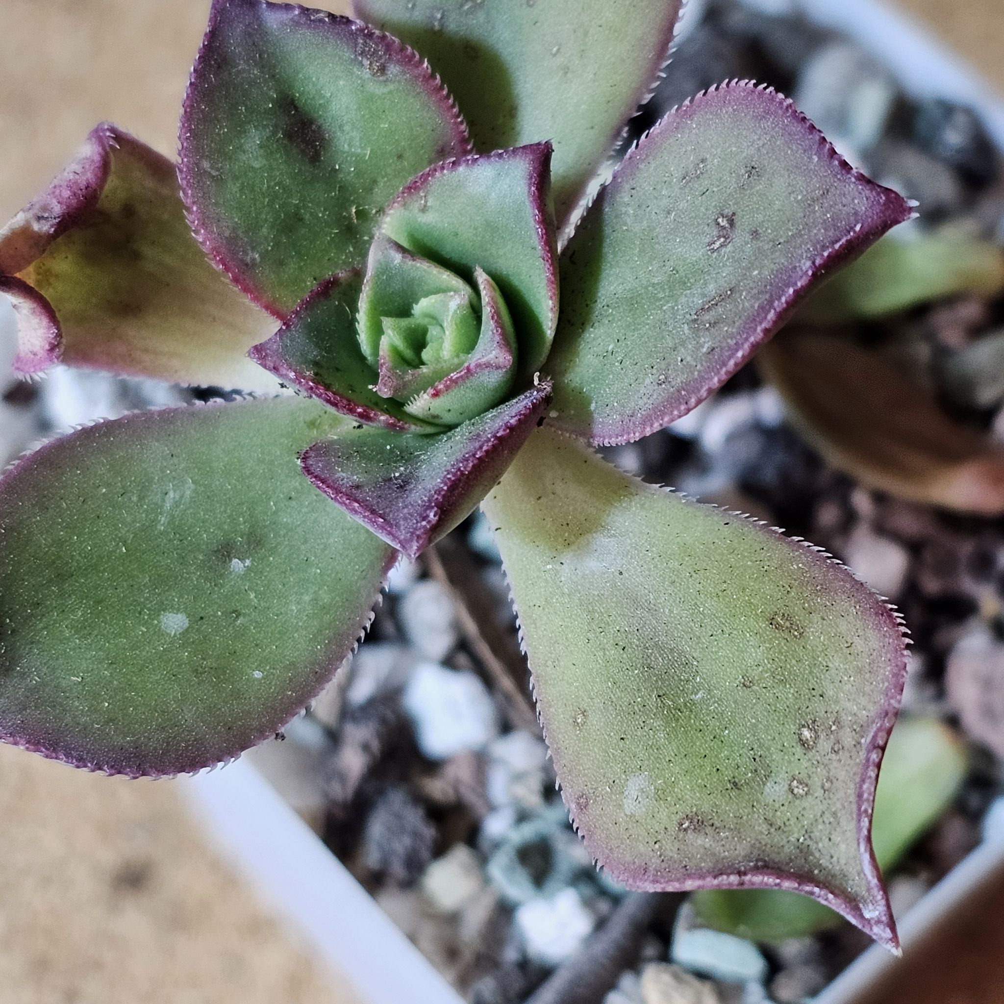 Kiwi Aeonium plant with green leaves edged in red, minor discoloration and spots, visible soil.