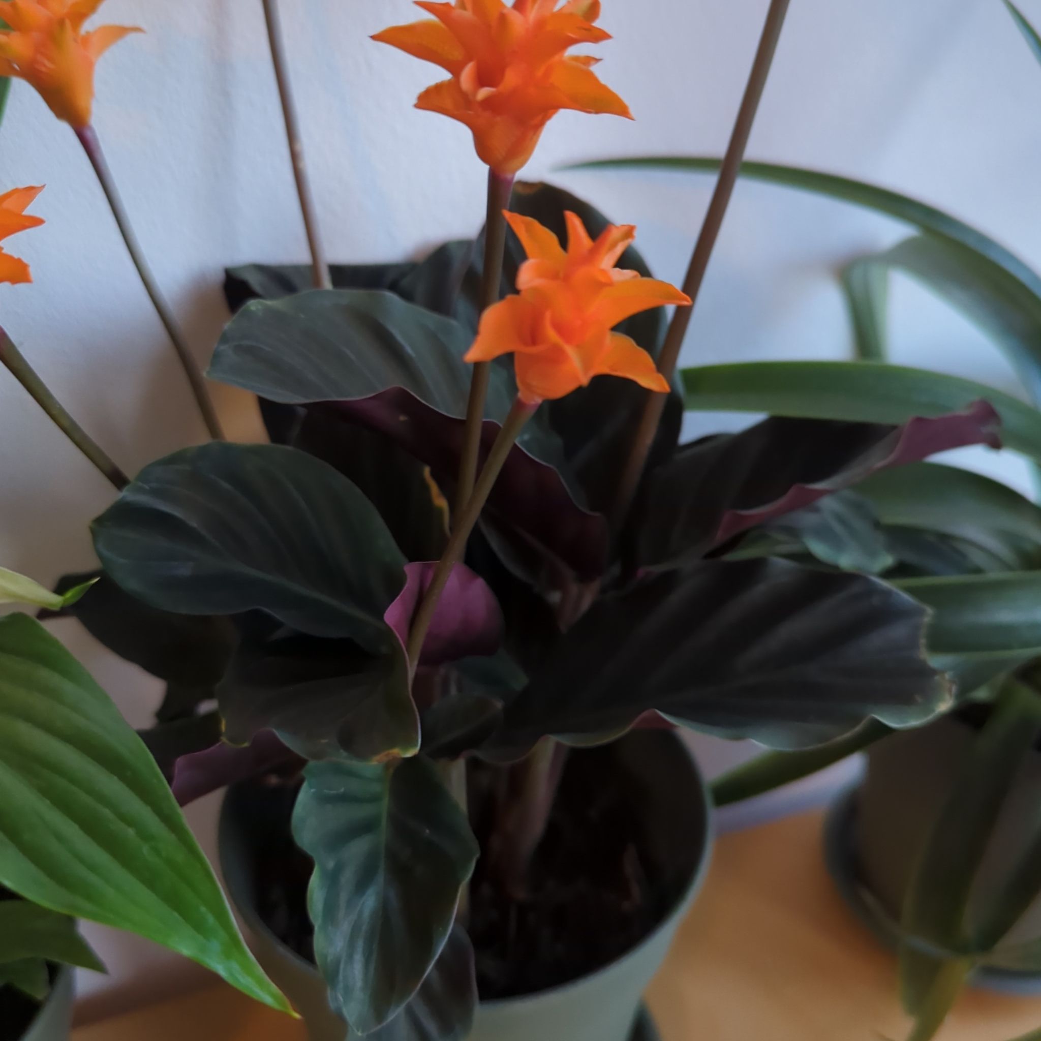 Photo of the plant species Goeppertia crocata by @CivicSilversage named Lola on Greg, the plant care app