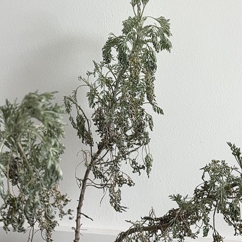 Photo of the plant species Wormwood by @AgileSmokebush named Kendall on Greg, the plant care app