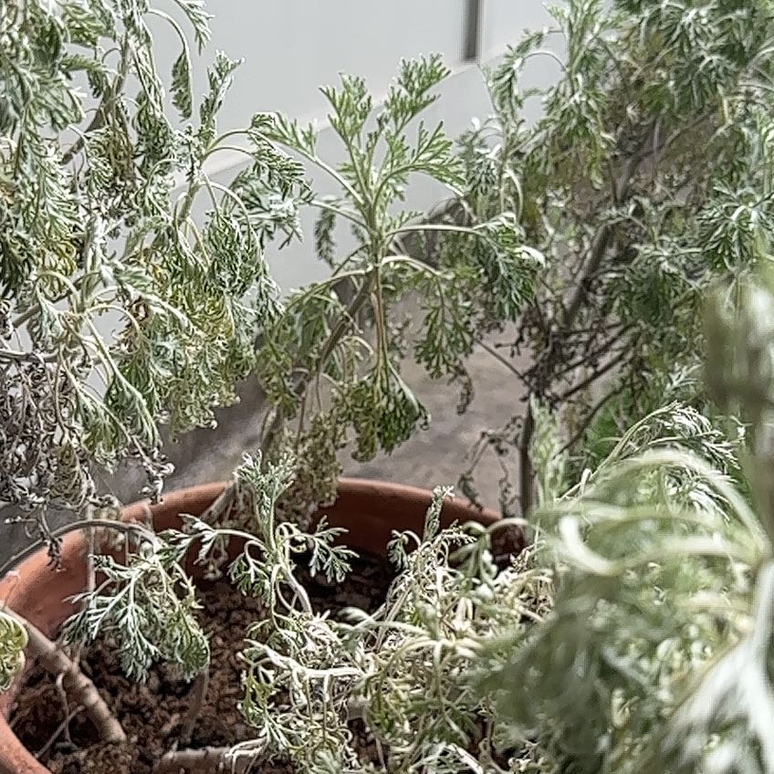 Photo of the plant species Wormwood by @AgileSmokebush named ChloroPhil on Greg, the plant care app