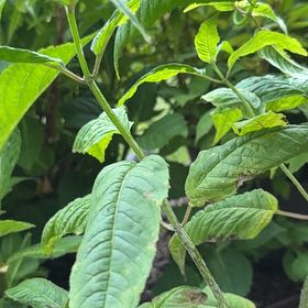 Photo of the plant species Scarlet Beebalm by @UpbeatHappyleaf named Clooney on Greg, the plant care app