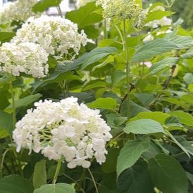 Photo of the plant species Ashy Hydrangea by @UpbeatHappyleaf named Gates on Greg, the plant care app