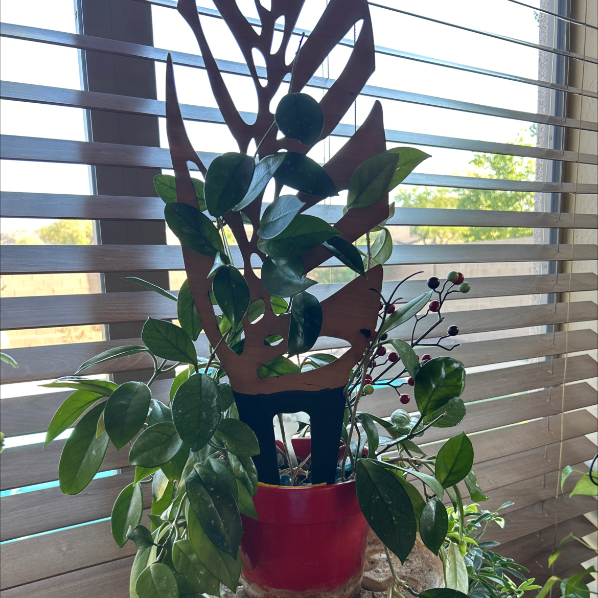 Photo of the plant species Wax Plant by @ZestSicklepod named Fernie Mercury on Greg, the plant care app