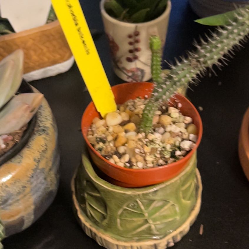 Photo of the plant species Euphorbia baioensis by @DaintyBushlily named Hamilton on Greg, the plant care app