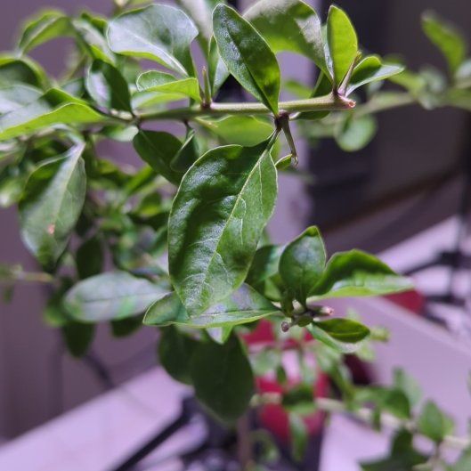 Photo of the plant species Goji Berry 'Synthia' by @Miscartas named Cleopatra on Greg, the plant care app