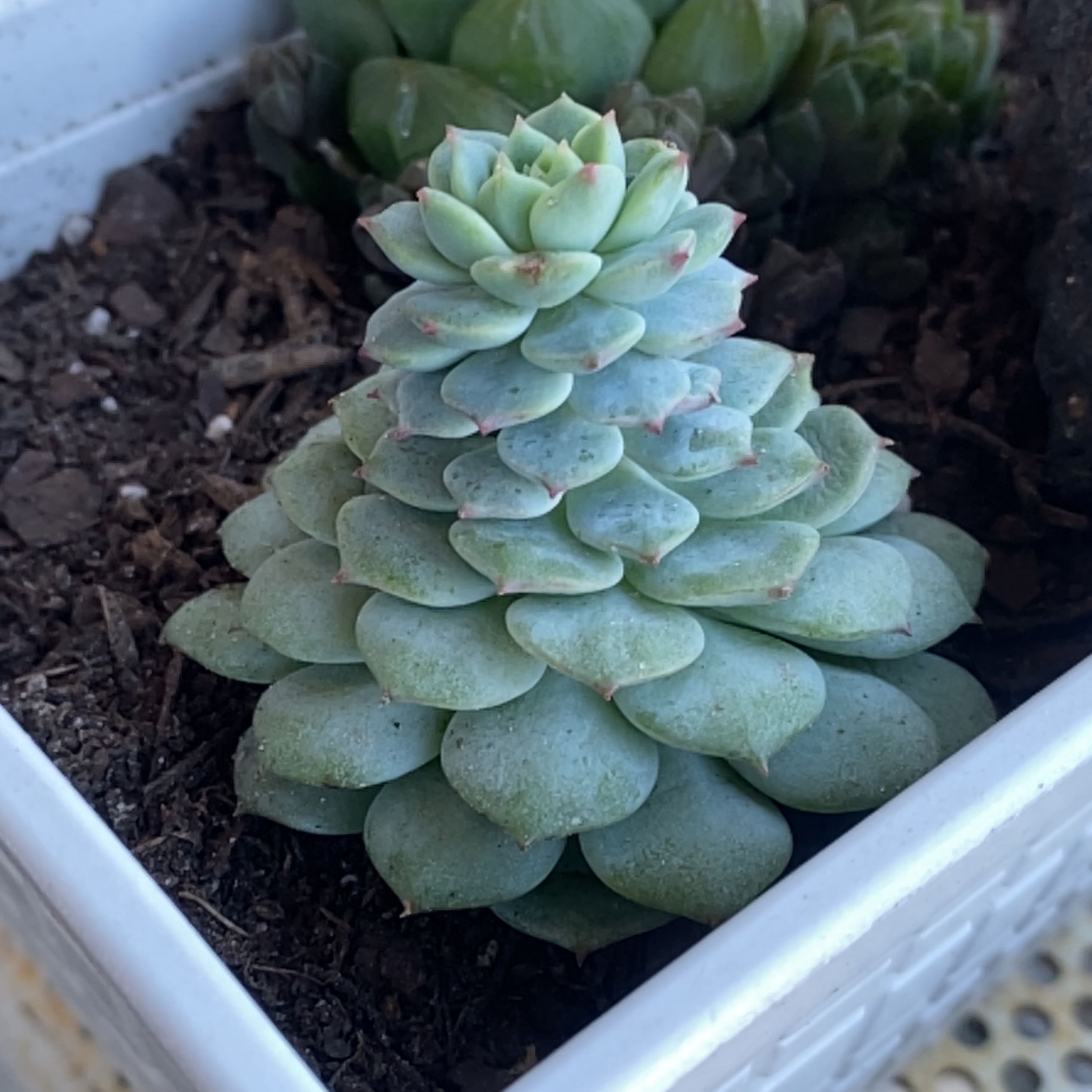 Healthy Echeveria succulent in a pot with visible soil.