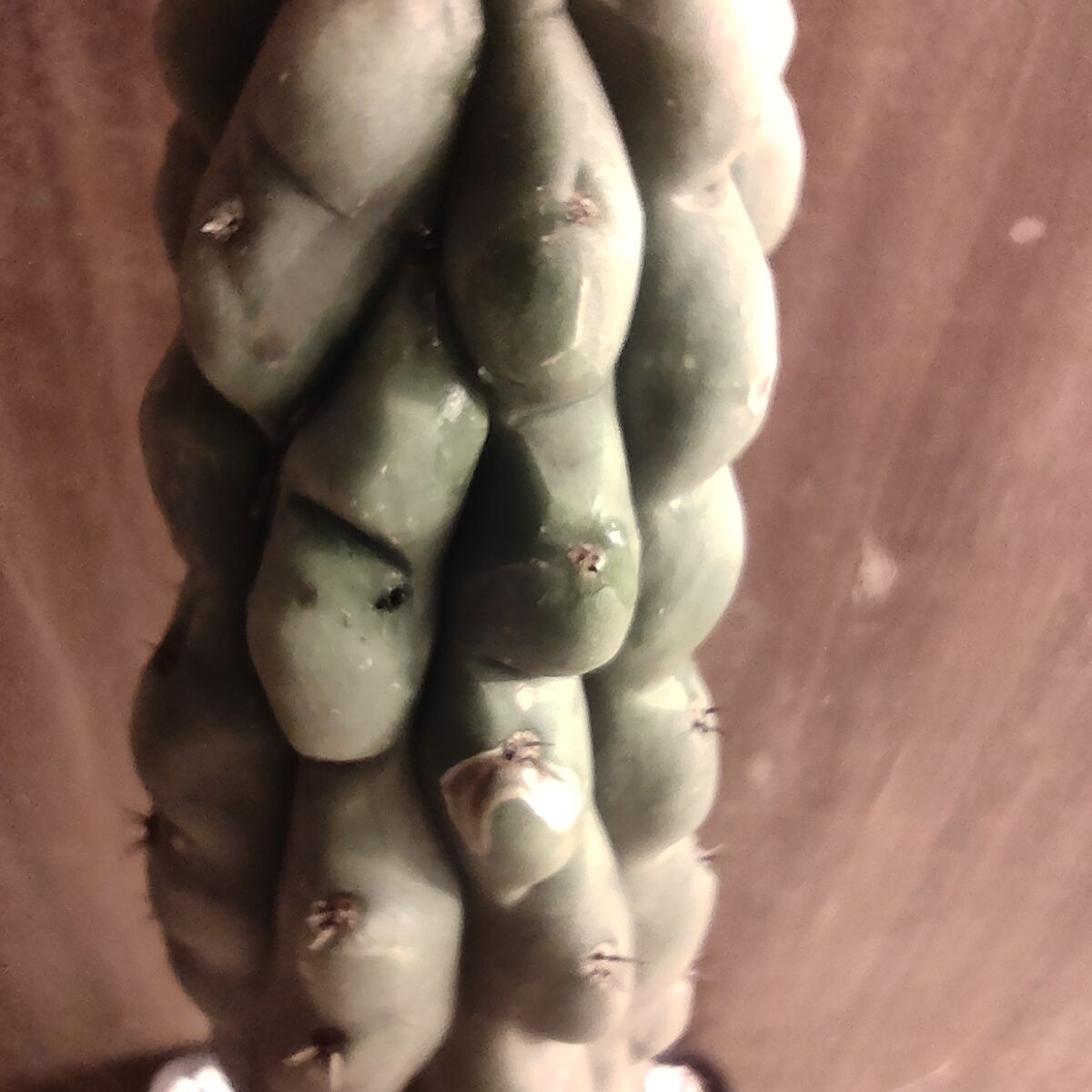 Photo of the plant species Trichocereus pachanoi f. monstrosa by @VeteranSilkyoak named Marley on Greg, the plant care app