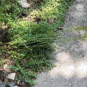 Photo of the plant species Filipendula Vulgaris by @ChildlikeAnise named Maya on Greg, the plant care app